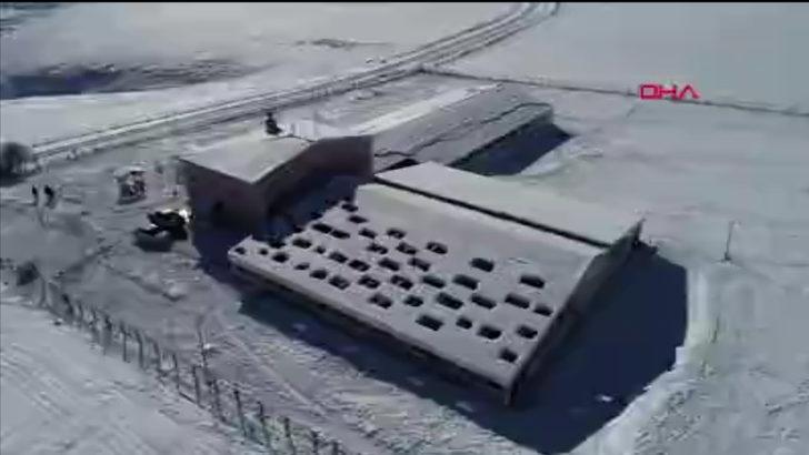 Sivas kangalları Anadolu'nun kar leoparları G2