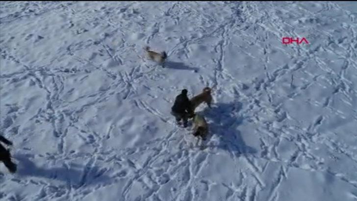 Sivas kangalları Anadolu'nun kar leoparları G4