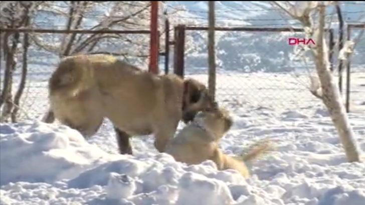 Sivas kangalları Anadolu'nun kar leoparları G5