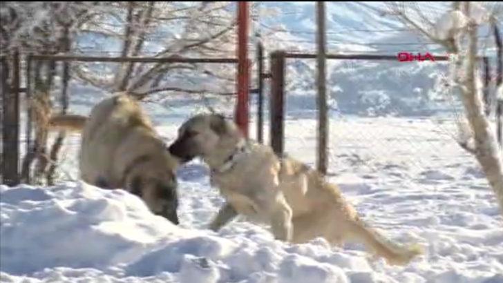 Sivas kangalları Anadolu'nun kar leoparları G1