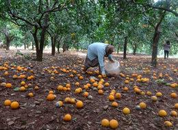 Tonlarca narenciye yerlerde