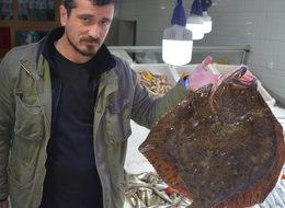 Bu kalkan balığının fiyatı dudak uçuklatıyor