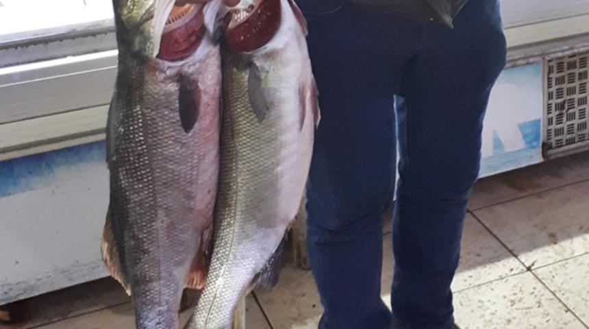 Amatör balıkçının oltasına takıldılar! Her şey 4 saatte oldu