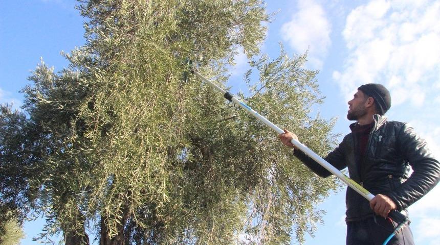 Zeytin hasadına yağmur engeli