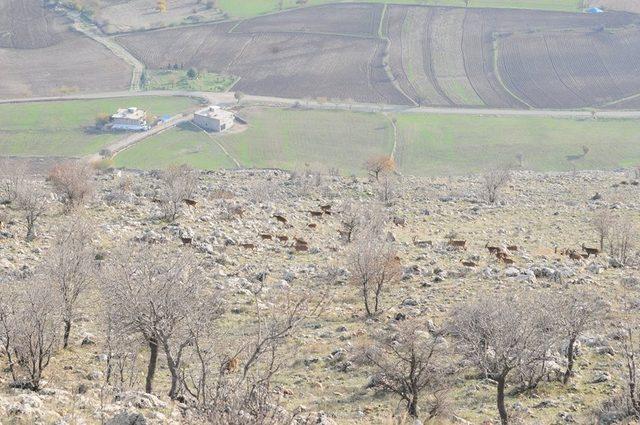 Yaban keçilerinin sayımı tamamlandı