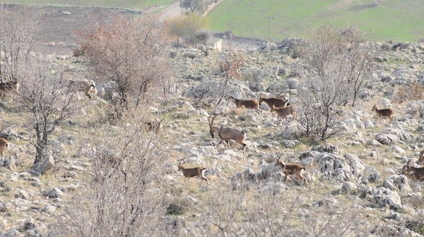 Yaban ke&ccedil;ilerinin sayımı tamamlandı