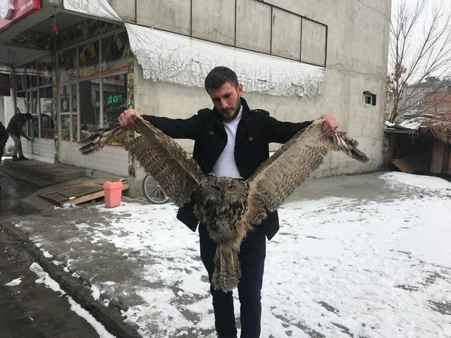 Erzurum’da yaralı baykuş bulundu