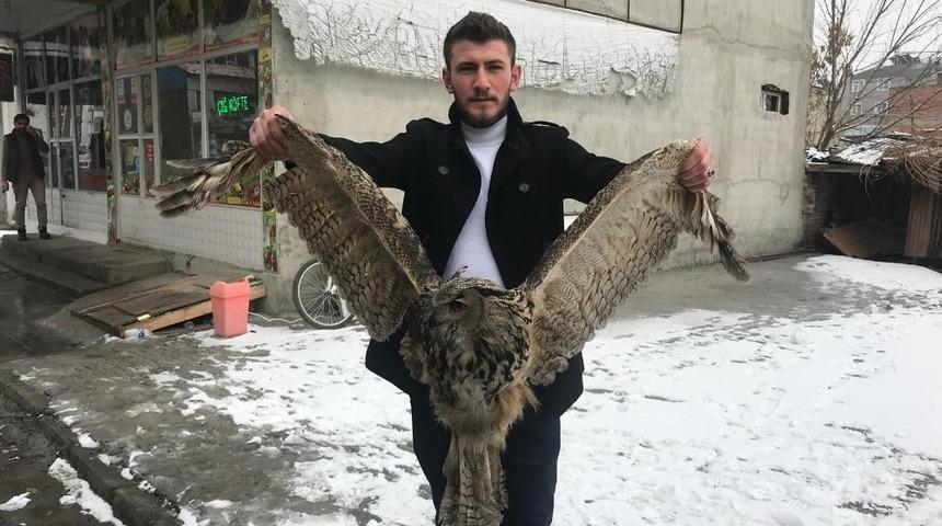 Erzurum&rsquo;da yaralı baykuş bulundu