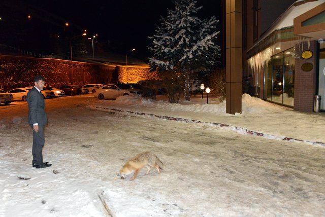 Palandöken'de otel personeli tilkilere yiyecek veriyor