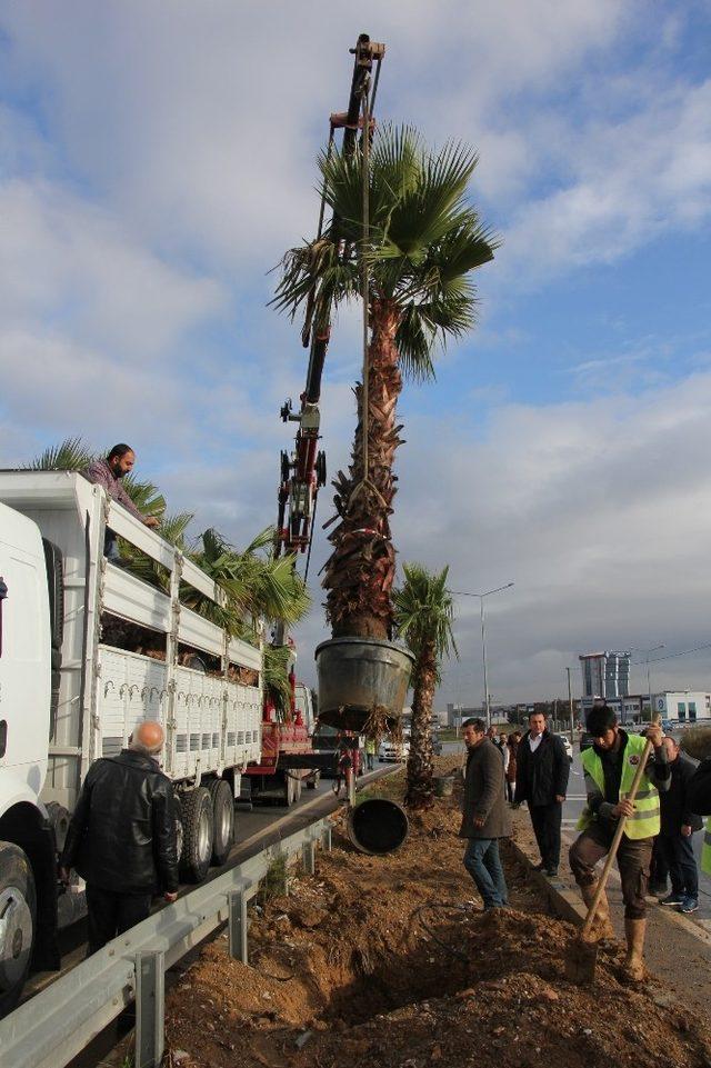 Menderes’in çehresini değiştirecek palmiyeler dikildi