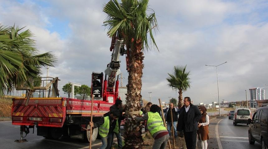 Menderes&rsquo;in &ccedil;ehresini değiştirecek palmiyeler dikildi