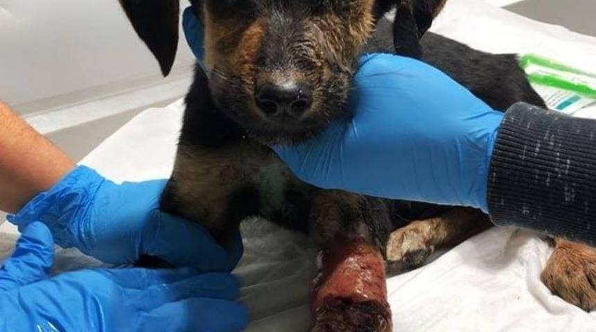 Yaralı kedi ve yavru k&ouml;pekten iyi haberler geldi