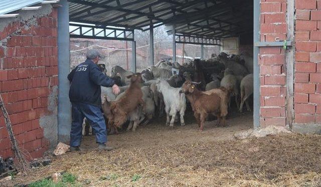 İl Müdürü Yoldaş’dan hayvancılık işletmesine ziyaret