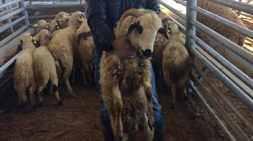 4 genç çiftçiye 136 küçükbaş hayvan desteği