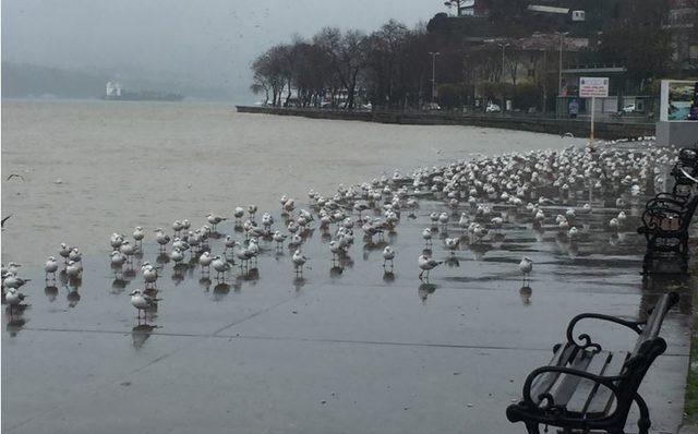 İstanbul Boğazı'nın rengi kahverengiye döndü