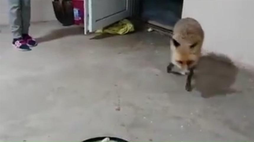 Herkes Tilki Özgür'ü konuşuyor! İki yıldır her akşam yemeğe geliyor