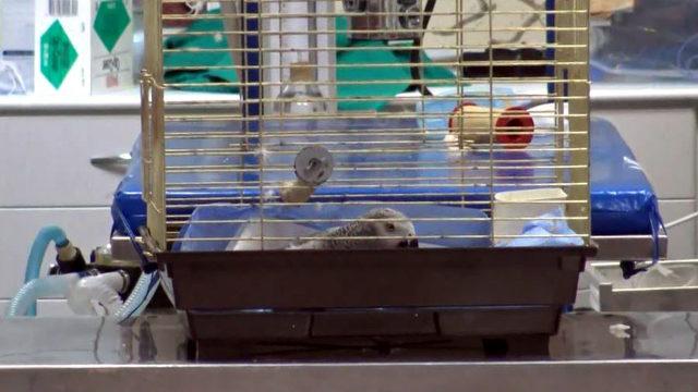 Murat Özdemir'in işkence ettiği papağan ameliyat edildi