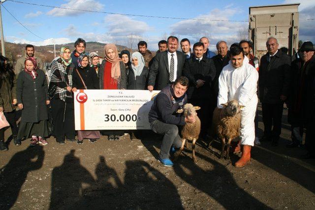 Devrek’te çiftçilere hibe koyun dağıtımı gerçekleştirildi