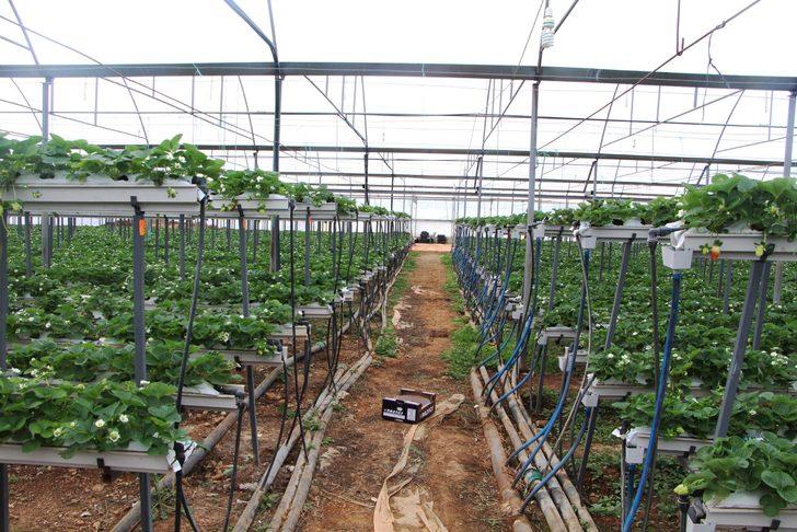 Serasından toprağı çıkardı, gelirini 5'e katladı G4