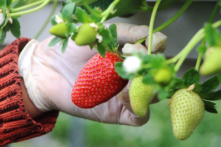 Serasından toprağı çıkardı, gelirini 5'e katladı G5