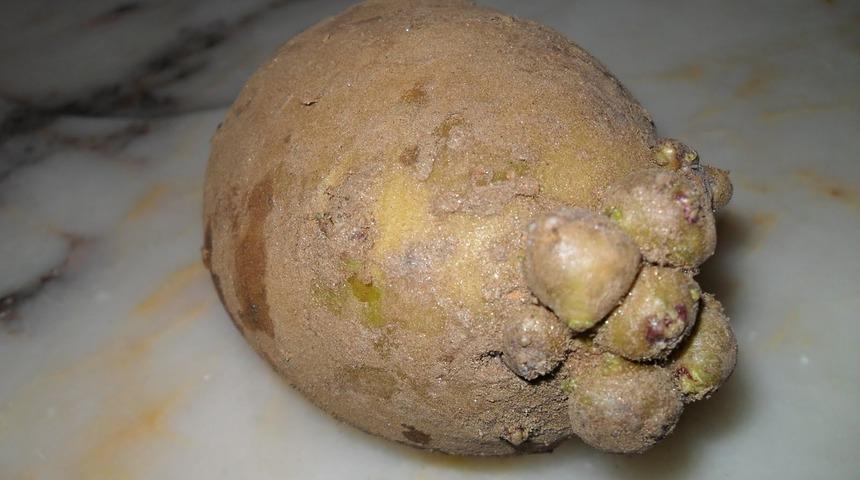 Satın aldığımız meyve ve sebzelerde kimyasal olup olmadığını nasıl anlarız?