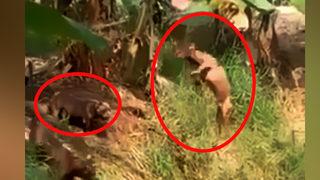 Etrafta kimse yokken köpekler kendi arasında böyle oynadı