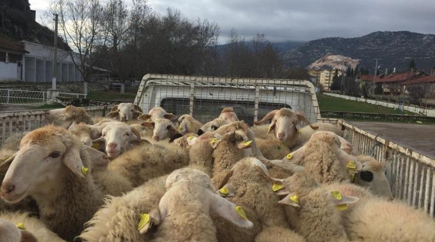 Eğirdir&rsquo;de gen&ccedil; &ccedil;ift&ccedil;ilere hayvan desteği