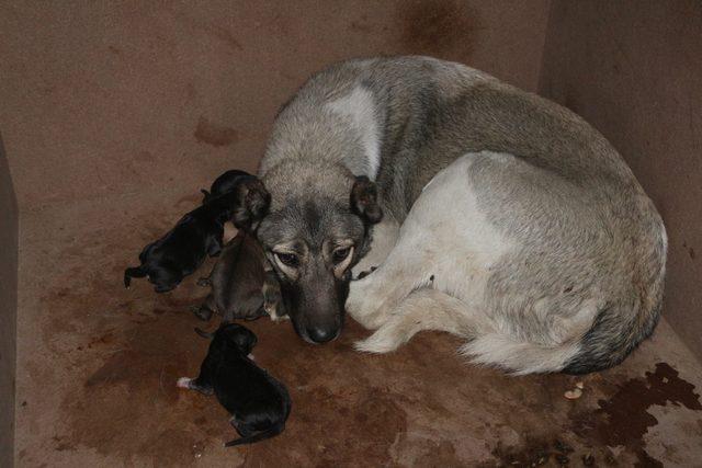 Donma tehlikesi geçiren köpek ve yavrularını itfaiye kurtardı