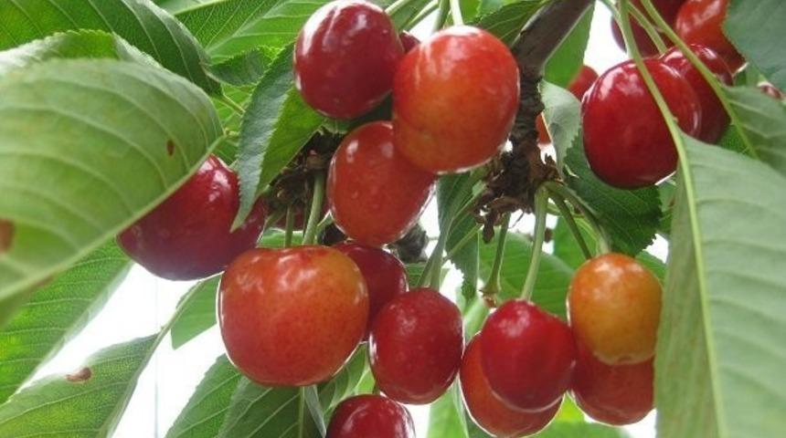 K&uuml;tahya&rsquo;da vişne &uuml;retimi y&uuml;zde 12 azaldı