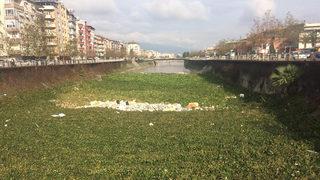 'İstilacı tür' uyarısı gelmişti, korkulan oldu! Bir şehir bunu konuşuyor