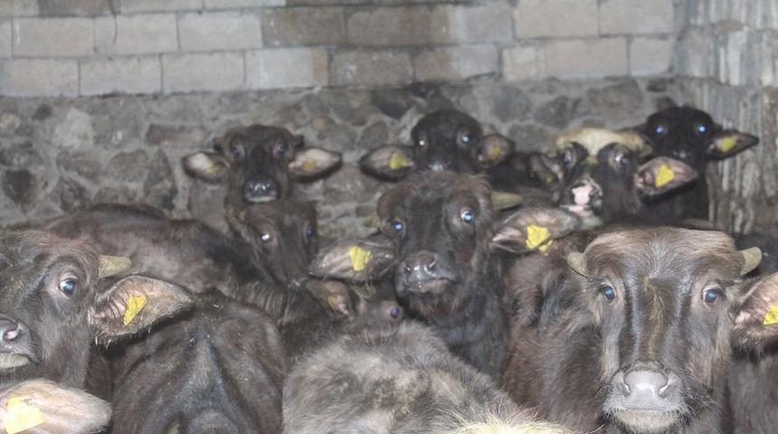 Iğdır’da manda yetiştiriciliği artıyor