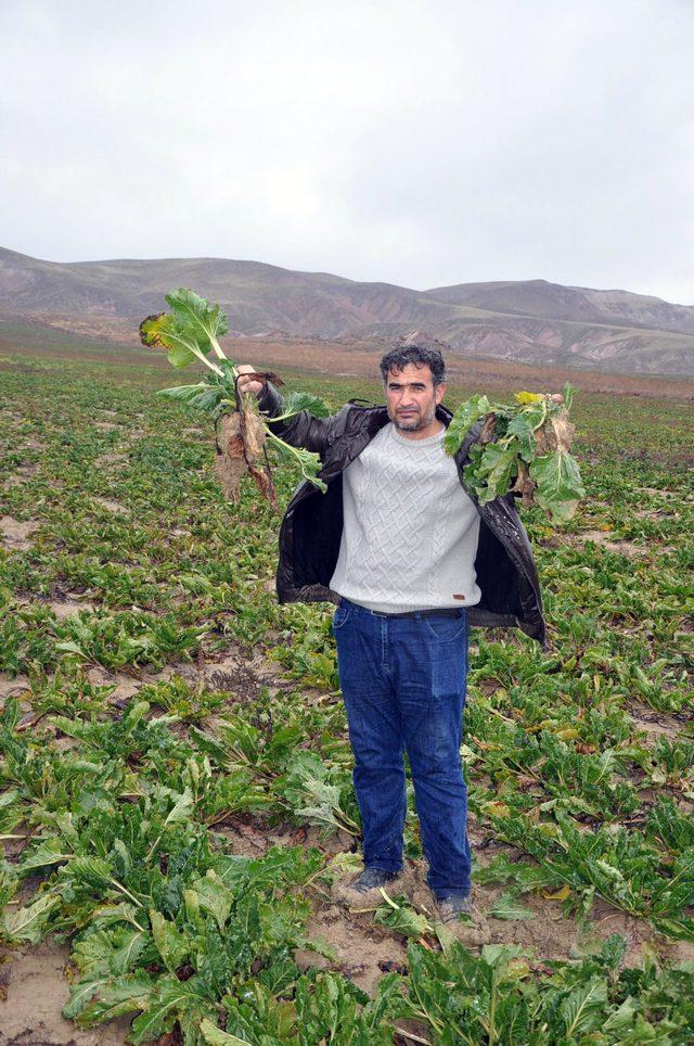 Yozgat'ta 800 ton şeker pancarı tarlada kaldı