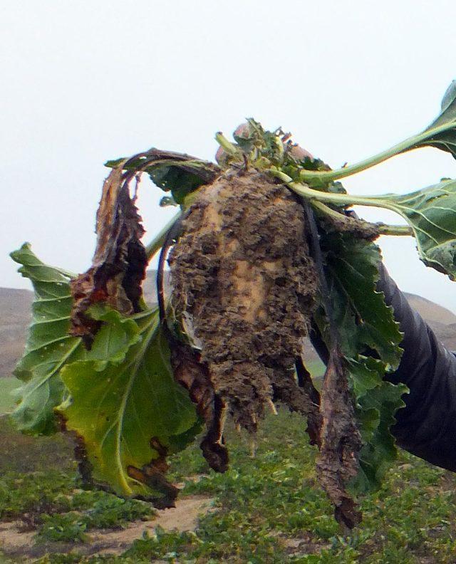 Yozgat'ta 800 ton şeker pancarı tarlada kaldı