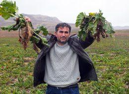 Yozgat'ta 800 ton şeker pancarı tarlada kaldı