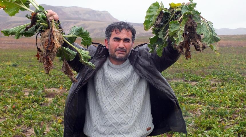 Yozgat'ta 800 ton şeker pancarı tarlada kaldı