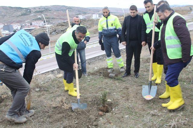 Çankırı Belediyesi bin 500 fidanı toprakla buluşturdu