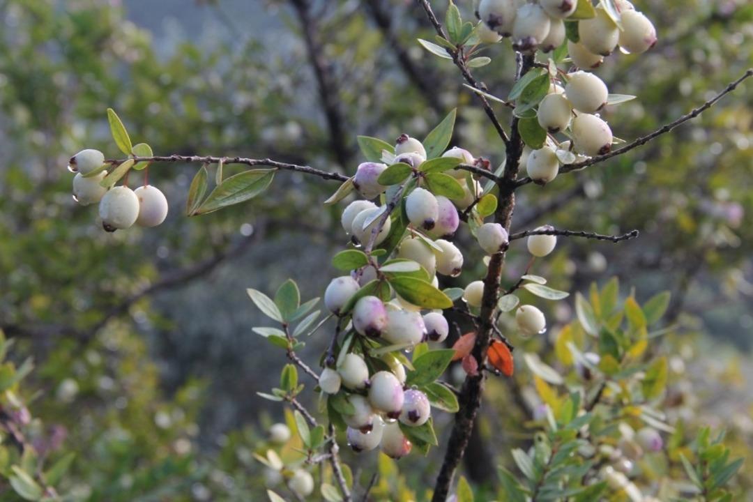 Murt&rsquo;un dondurması &uuml;retildi