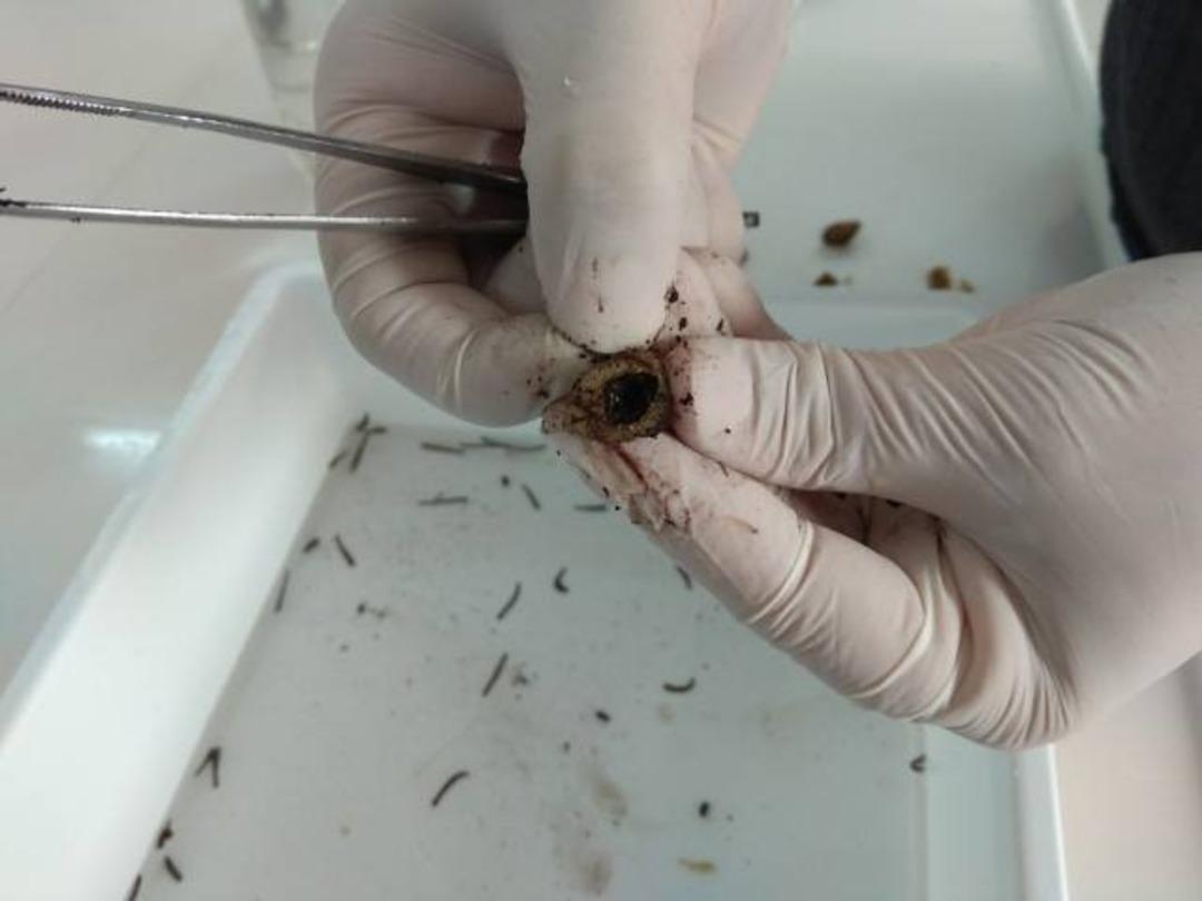 T&uuml;rk tıbbi s&uuml;l&uuml;ğ&uuml;, "Hirudo sulukii" &uuml;retilmeye başlandı