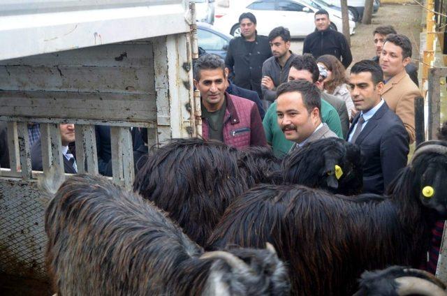 Siirtli genç çiftçilere 148 adet keçi dağıtıldı