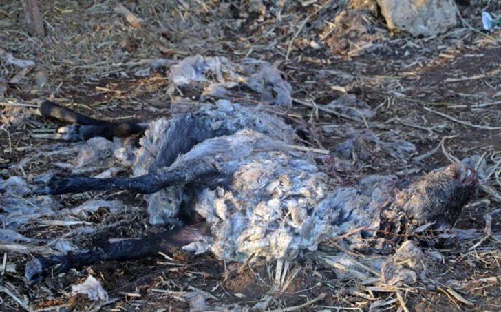 Parçalanmış halde buldu! Gizemli yaratığın peşine düştü G2