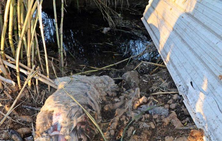 Parçalanmış halde buldu! Gizemli yaratığın peşine düştü G3