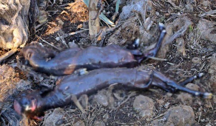 Parçalanmış halde buldu! Gizemli yaratığın peşine düştü G4