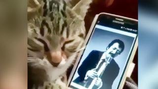 Müslüm Gürses dinleyip efkarlanan kedi