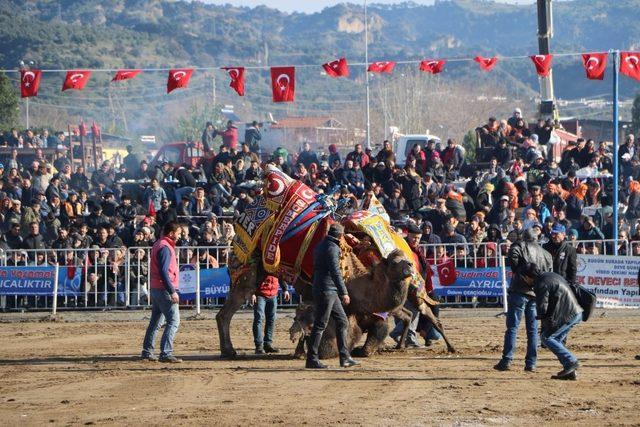 Aydın’da deva güreşi geleneği yaşatılıyor