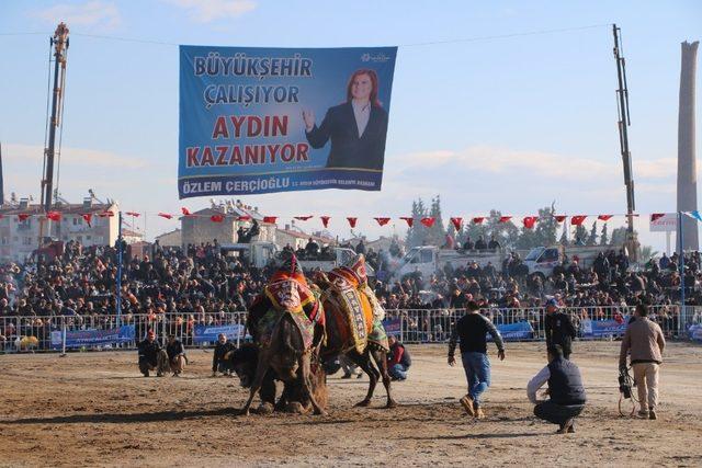 Aydın’da deva güreşi geleneği yaşatılıyor