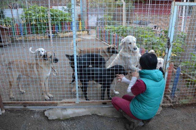 Köpekler bayıltılarak ormanlık alana atıldı