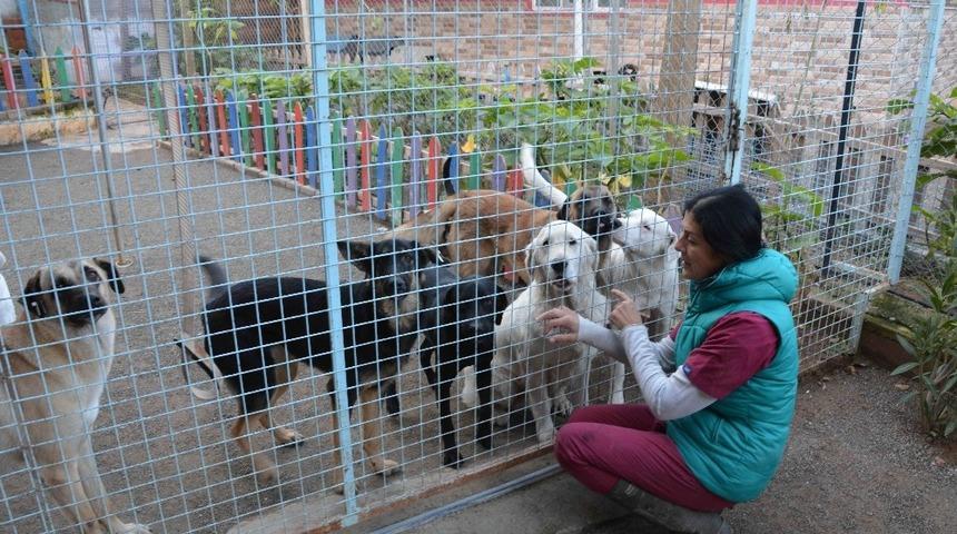 K&ouml;pekler bayıltılarak ormanlık alana atıldı