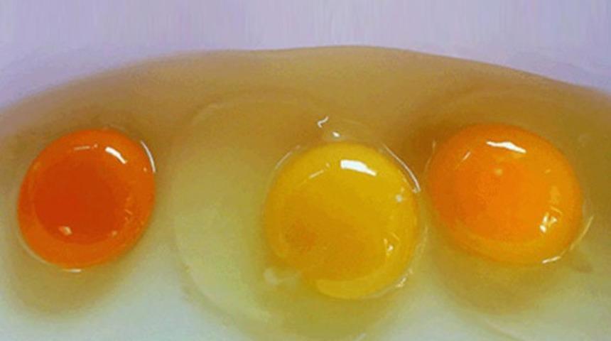 Yumurta sarısının rengi yumurtanın besin değeri hakkında size ne s&ouml;yler?