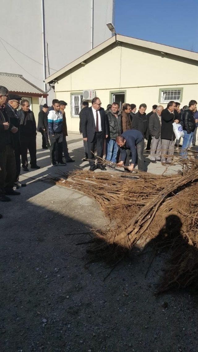 &Ccedil;ift&ccedil;ilere 3 bin 400 adet ceviz fidanı dağıtıldı 2