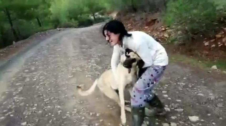 Anestezi uygulanan sokak k&ouml;pekleri ormana atıldı